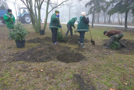В парке Победы высадили голубые ели (фото)