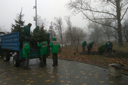 В парке Победы высадили голубые ели (фото)