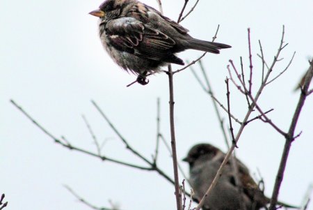 Без Скрябина: одесситы почтили память Андрея Кузьменко (фоторепортаж)