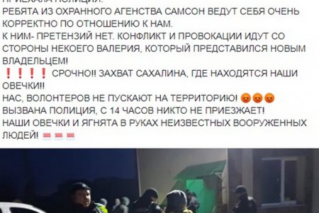 Захват многострадальных овец: зоозащитникам удалось зайти в загон (фото, видео)