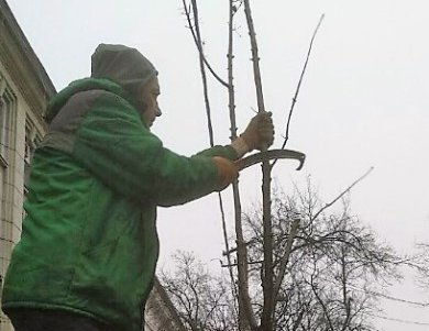 Коммунальщики подрезали почти три десятка молодых деревьев на Пироговской