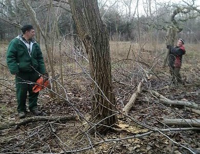 Коммунальщики подрезали почти три десятка молодых деревьев на Пироговской