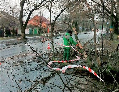 Коммунальщики подрезали почти три десятка молодых деревьев на Пироговской