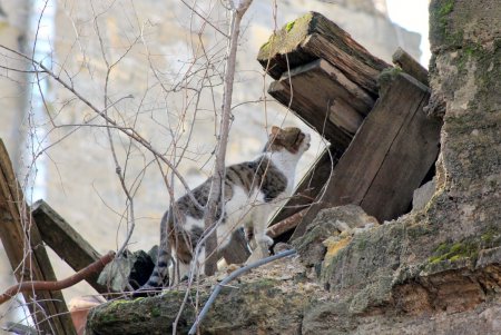 «Лучший старый двор» Одессы расположился на улице Жуковского (фоторепортаж)  