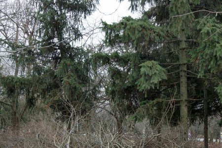 Олимпийский сквер в Одессе преобразится к началу весны (фоторепортаж)