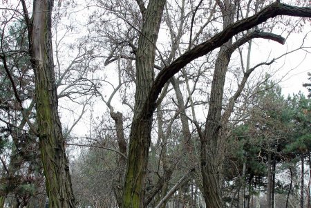 Олимпийский сквер в Одессе преобразится к началу весны (фоторепортаж)