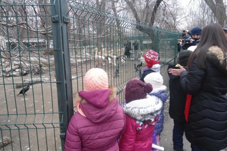 Одесситы неохотно проголосовали за козлов и баранов (фото)