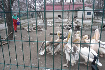 Одесситы неохотно проголосовали за козлов и баранов (фото)