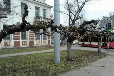 На Театральной площади омолаживают деревья-памятники (фото)