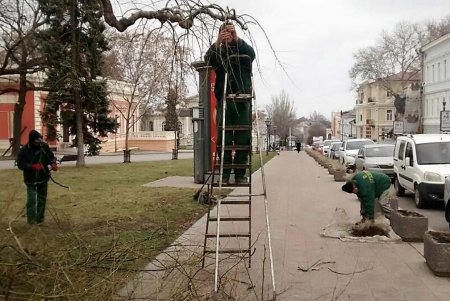 На Театральной площади омолаживают деревья-памятники (фото)