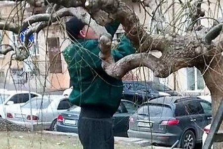 На Театральной площади омолаживают деревья-памятники (фото)