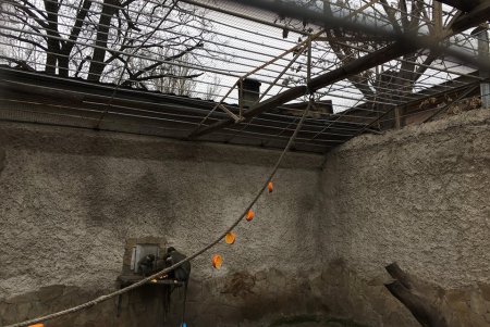 Китайский Новый год отметили в одесском зоопарке (фото, видео)