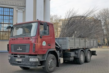 На Соборной площади высадили 23 молодых дерева (фото, видео) 