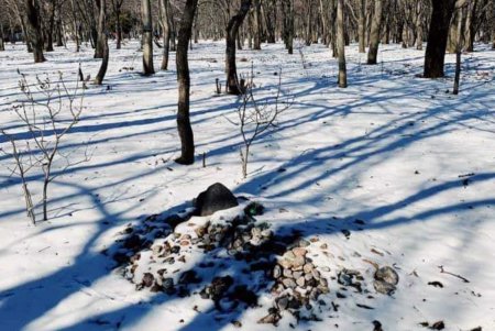Из одесского парка убрали кладбище домашних животных (фото) 
