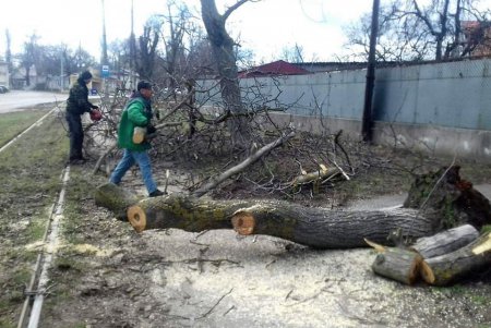 За два месяца в Одессе высадили 118 молодых деревьев (фото)
