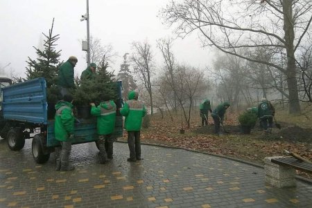 За два месяца в Одессе высадили 118 молодых деревьев (фото)