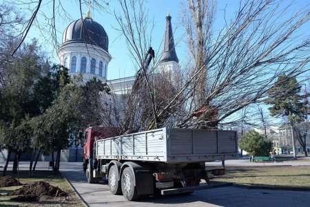 За два месяца в Одессе высадили 118 молодых деревьев (фото)