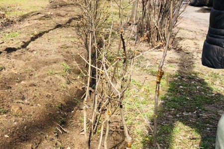 Аллея сирени появилась в одесском парке (фото)