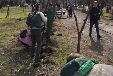 Аллея сирени появилась в одесском парке (фото)