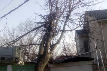 Шквальный ветер в Одессе повалил 28 деревьев и 8 крупных веток