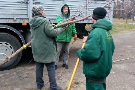 На Французском бульваре высадили ясени (фото)