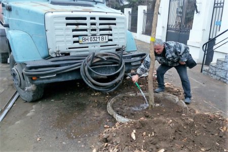 На Французском бульваре высадили ясени (фото)