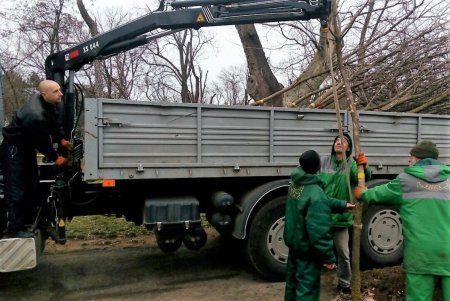 На Французском бульваре высадили ясени (фото)