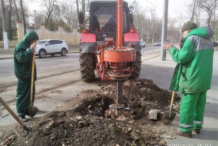 На Французском бульваре высадили ясени (фото)