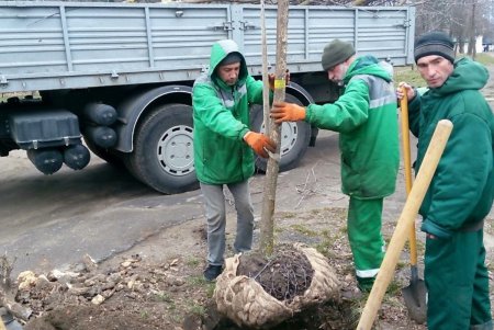 На Французском бульваре высадили ясени (фото)