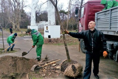 На Французском бульваре высадили ясени (фото)