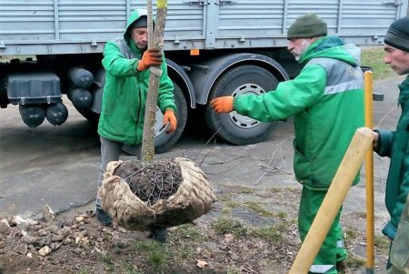 На Французском бульваре высадили ясени (фото)