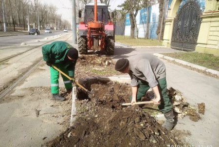 На Французском бульваре высадили ясени (фото)