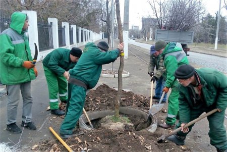 На Французском бульваре высадили ясени (фото)