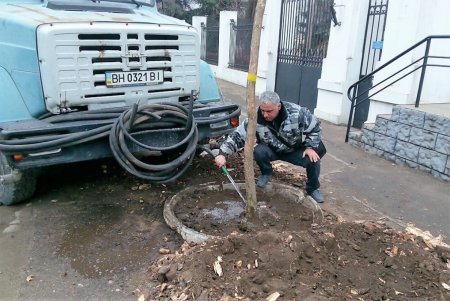 На Французском бульваре высадили ясени (фото)
