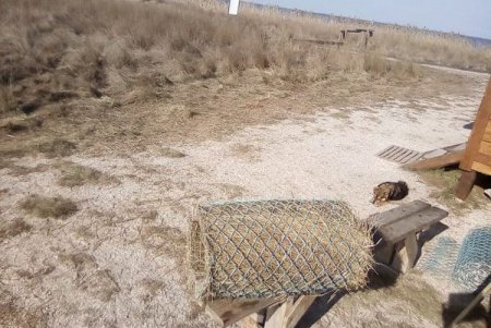 В Нацпарке под Одессой диким уткам предлагают новое жилье (фото)