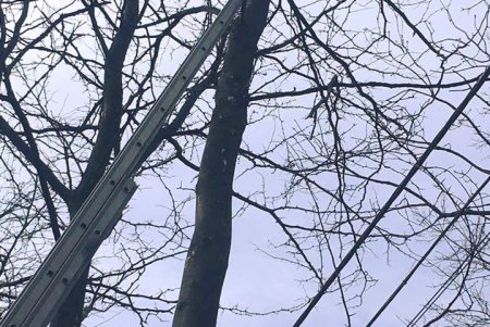 На Ленпоселке спасатели сняли с дерева кота (фото)