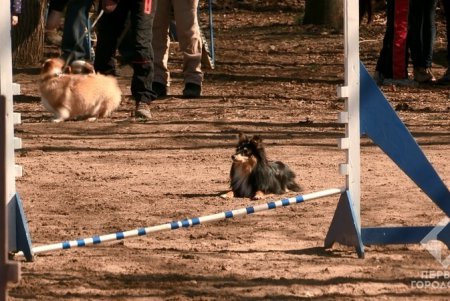 В Одессе состоялся областной чемпионат по аджилити