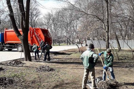 На Французском бульваре высадили четверть сотни ясеней (фото)