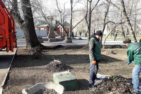На Французском бульваре высадили четверть сотни ясеней (фото)