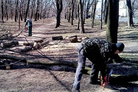 На Французском бульваре высадили четверть сотни ясеней (фото)