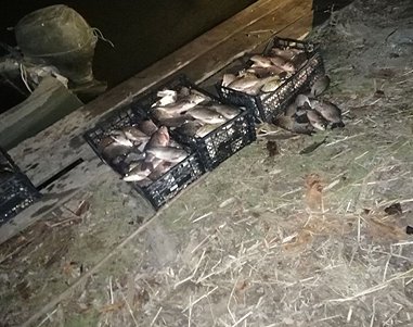 Полтысячи рыбин выловил браконьер в Одесской области (фото)