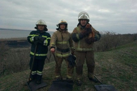 Во время пожара в экосистеме спасли собаку (фото)