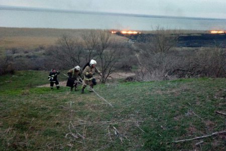 Во время пожара в экосистеме спасли собаку (фото)