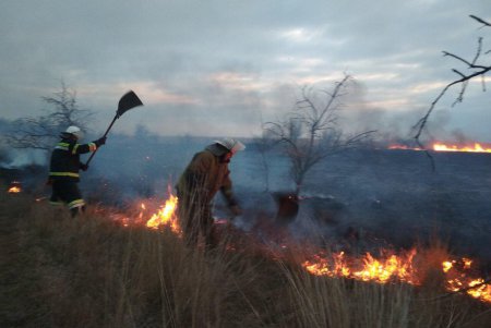 Во время пожара в экосистеме спасли собаку (фото)