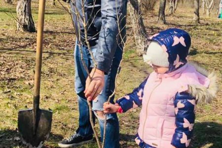 Еще одну аллею сирени высадили в одесском парке (фото)