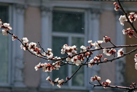 Цветущая Одесса (фоторепортаж)