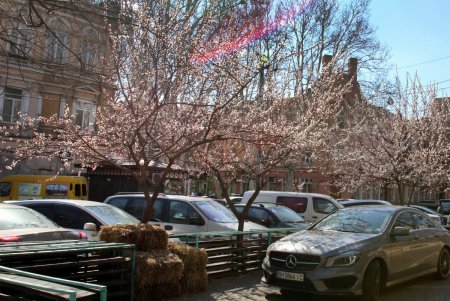 Цветущая Одесса (фоторепортаж)