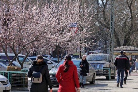 Цветущая Одесса (фоторепортаж)