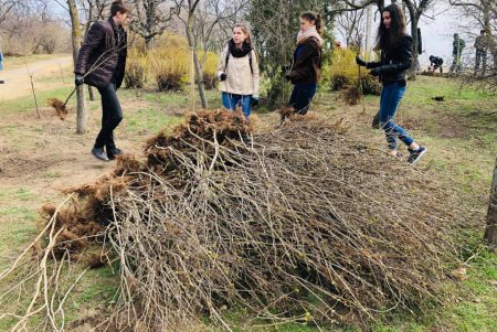 Третью аллею сирени высадили в одесском парке (фото)