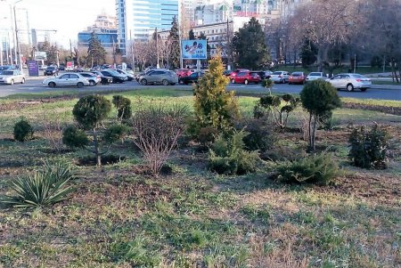Возле обелиска «Крылья Победы» высадят 15 тысяч виол и маргариток (фото)
